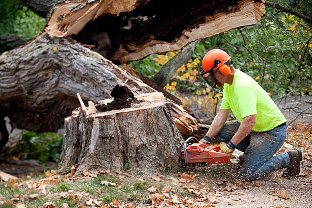 How Our Tree Care Process Works  in  Stony Point, MI